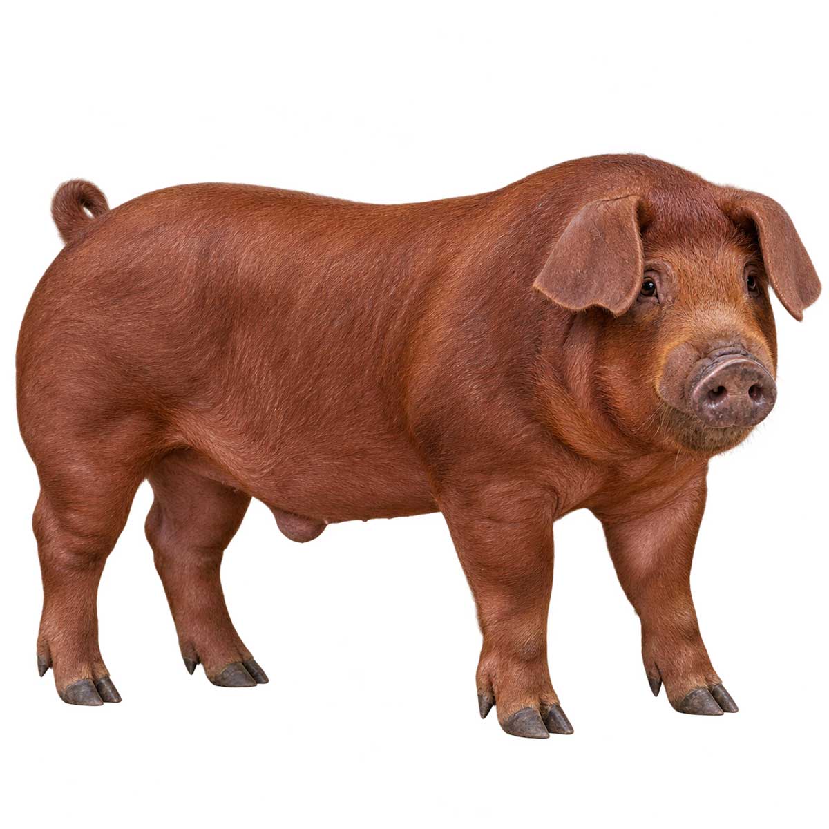 杜洛克豬Duroc豬肉
